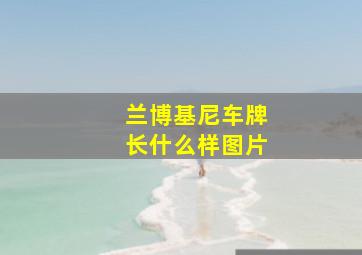 兰博基尼车牌长什么样图片