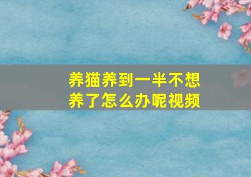 养猫养到一半不想养了怎么办呢视频