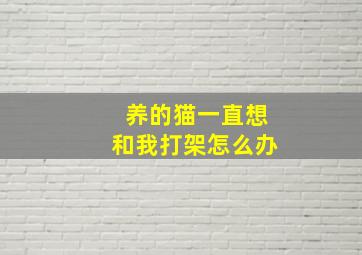 养的猫一直想和我打架怎么办