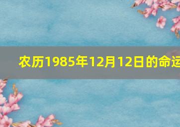 农历1985年12月12日的命运