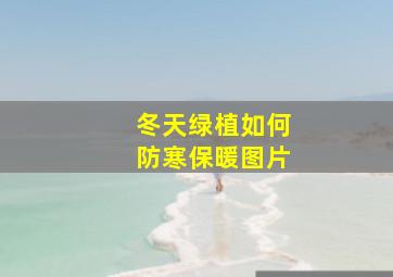 冬天绿植如何防寒保暖图片