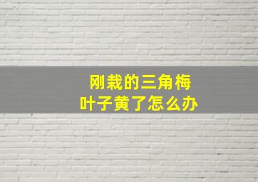 刚栽的三角梅叶子黄了怎么办