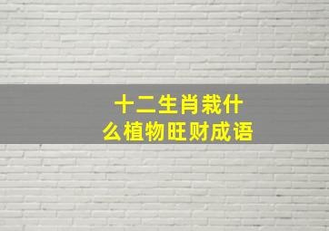 十二生肖栽什么植物旺财成语