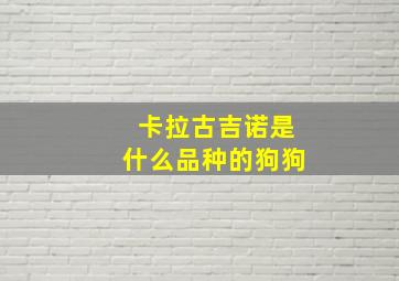 卡拉古吉诺是什么品种的狗狗