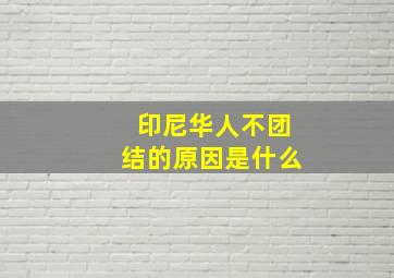 印尼华人不团结的原因是什么