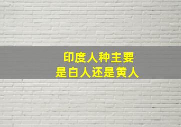 印度人种主要是白人还是黄人