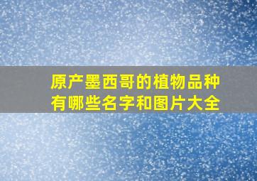 原产墨西哥的植物品种有哪些名字和图片大全