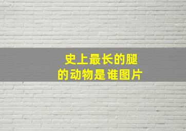 史上最长的腿的动物是谁图片