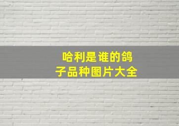 哈利是谁的鸽子品种图片大全