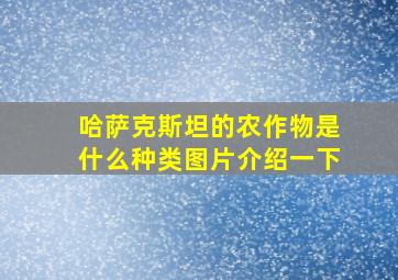 哈萨克斯坦的农作物是什么种类图片介绍一下