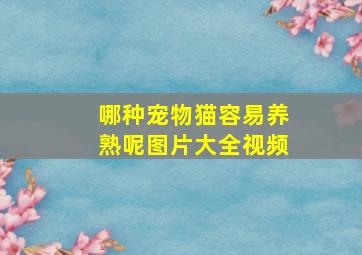 哪种宠物猫容易养熟呢图片大全视频