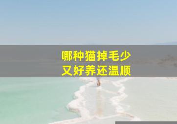 哪种猫掉毛少又好养还温顺