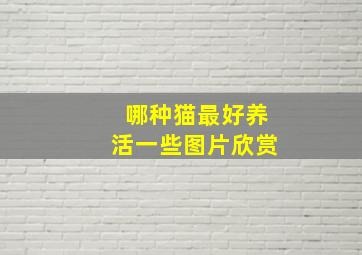 哪种猫最好养活一些图片欣赏