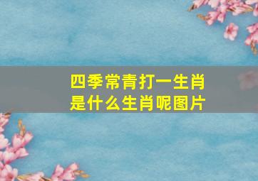 四季常青打一生肖是什么生肖呢图片