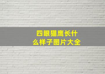 四眼猫鹰长什么样子图片大全