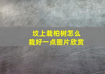 坟上栽柏树怎么栽好一点图片欣赏