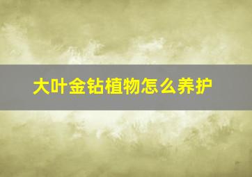 大叶金钻植物怎么养护