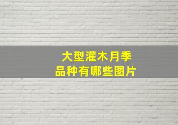 大型灌木月季品种有哪些图片