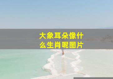 大象耳朵像什么生肖呢图片