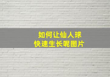 如何让仙人球快速生长呢图片