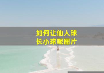 如何让仙人球长小球呢图片