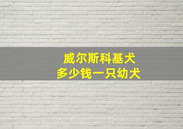 威尔斯科基犬多少钱一只幼犬