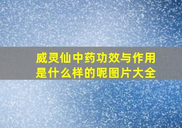 威灵仙中药功效与作用是什么样的呢图片大全