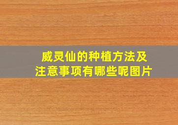 威灵仙的种植方法及注意事项有哪些呢图片