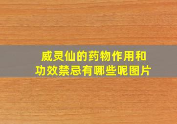 威灵仙的药物作用和功效禁忌有哪些呢图片