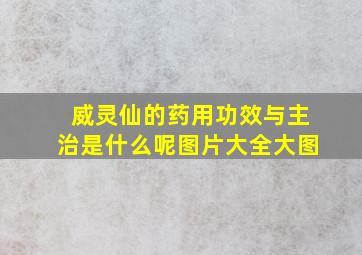 威灵仙的药用功效与主治是什么呢图片大全大图