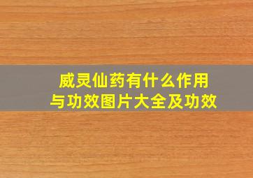 威灵仙药有什么作用与功效图片大全及功效