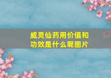 威灵仙药用价值和功效是什么呢图片