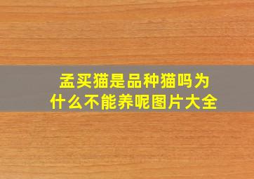 孟买猫是品种猫吗为什么不能养呢图片大全