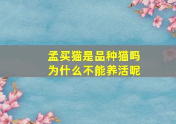 孟买猫是品种猫吗为什么不能养活呢