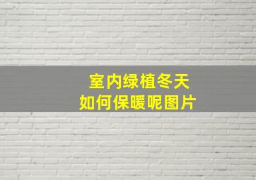 室内绿植冬天如何保暖呢图片