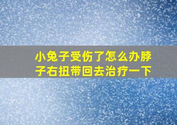 小兔子受伤了怎么办脖子右扭带回去治疗一下