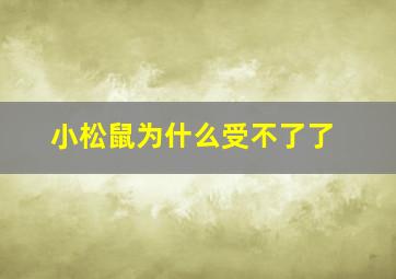 小松鼠为什么受不了了