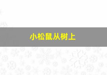 小松鼠从树上