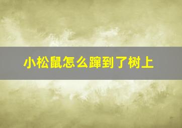 小松鼠怎么蹿到了树上