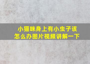 小猫咪身上有小虫子该怎么办图片视频讲解一下