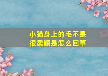 小猫身上的毛不是很柔顺是怎么回事