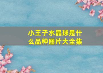 小王子水晶球是什么品种图片大全集