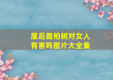 屋后栽柏树对女人有害吗图片大全集