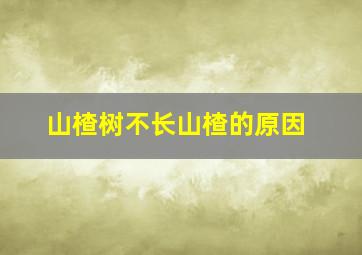 山楂树不长山楂的原因