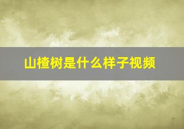 山楂树是什么样子视频