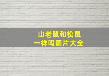 山老鼠和松鼠一样吗图片大全