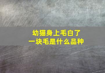 幼猫身上毛白了一块毛是什么品种