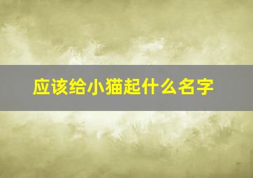 应该给小猫起什么名字