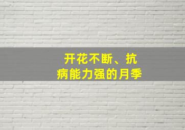 开花不断、抗病能力强的月季