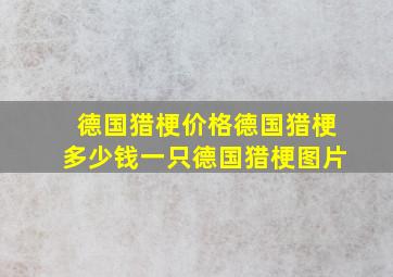 德国猎梗价格德国猎梗多少钱一只德国猎梗图片